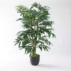 Phoenix Palm Tree in Black Nursery Pot