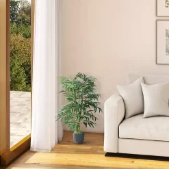 Phoenix Palm Tree in Black Nursery Pot