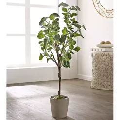 Polyscias Fruiticosa in White Pot