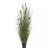Potted Brown Cats Tails Grass, 48 in.