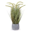 Prairie Grass in Pot