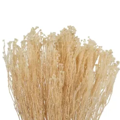 Preserved Natural Bleached Staavia Bush