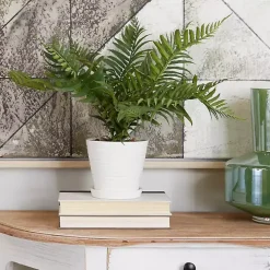 River Rock Fern in Ribbed White Planter