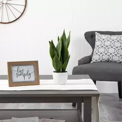 Sansevieria Arrangement in White Planter