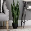 Sansevieria Floor Plant in Black Planter