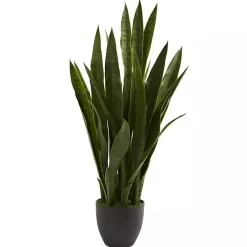Sansevieria Floor Plant in Black Planter