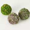 Sedum Succulent Orbs, Set of 3