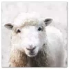Soft Painted Sheep Canvas Art Print