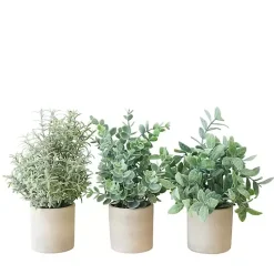 Succulent Arrangements in Cement Pots, Set of 3