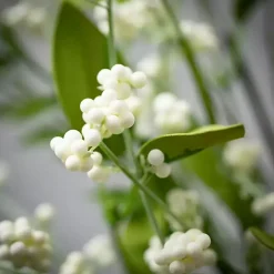 White Berry Leafy Garland